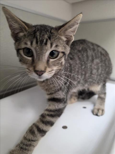 MITCH - Domestic Short Hair available for adoption