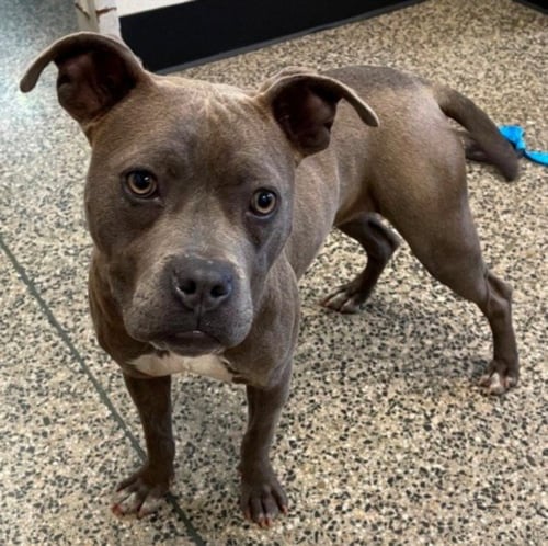 LAUREL - American Pit Bull Terrier available for adoption