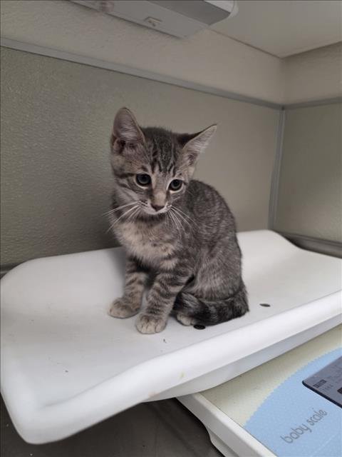 FLEM - Domestic Short Hair available for adoption