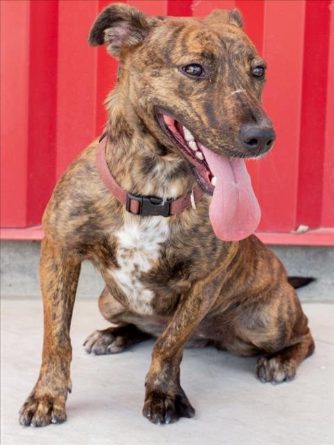 BLAIR - Pit Bull Terrier available for adoption