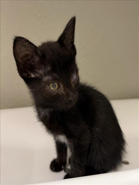 VINA - Domestic Short Hair available for adoption