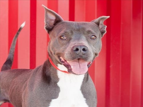 RAYA - Pit Bull Terrier available for adoption