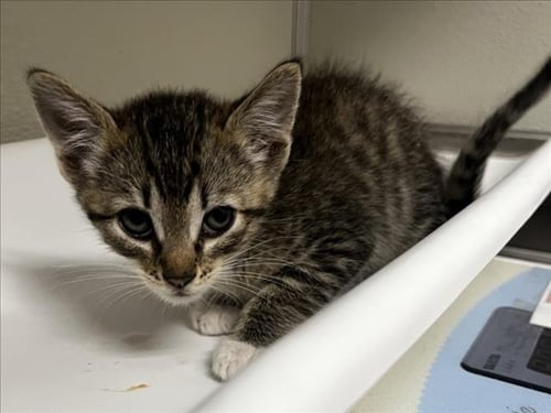 AZAHAR - Domestic Short Hair for adoption in Modesto