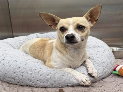 ELEANOR - Rat Terrier available for adoption