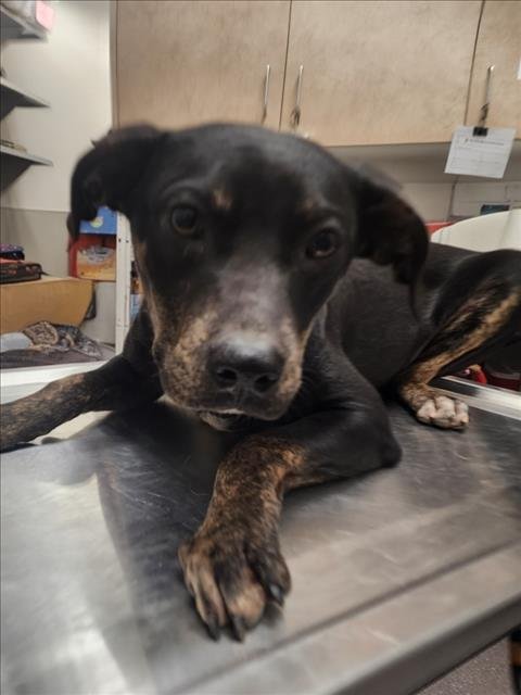 RAMEN - Labrador Retriever / Australian Cattle Dog/Blue Heeler available for adoption