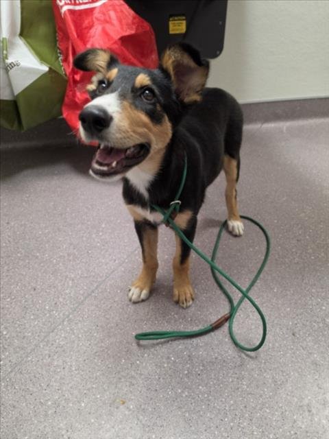 TRUDY - Australian Shepherd / German Shepherd Dog available for adoption