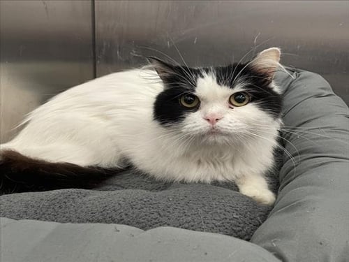 DOROTHY - Persian available for adoption