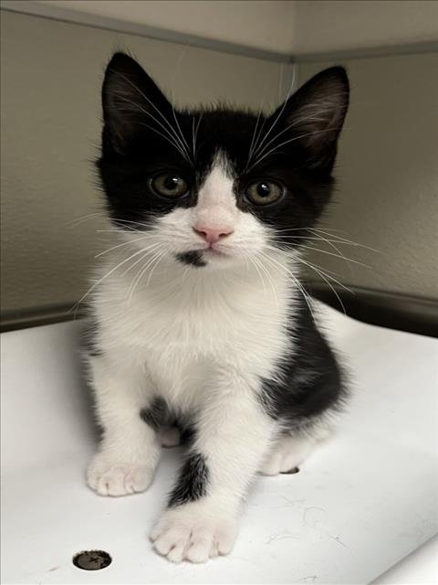 CORK - Domestic Short Hair available for adoption