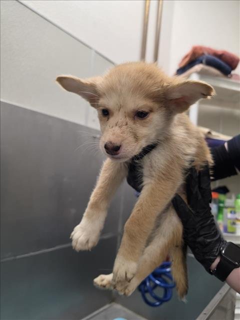 DERRY - Siberian Husky available for adoption