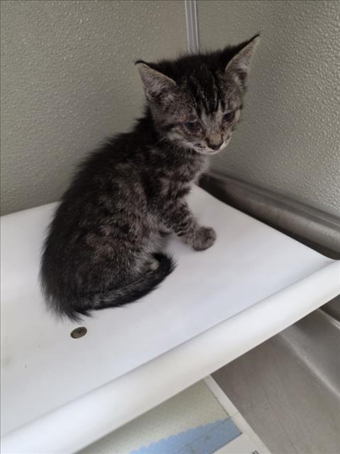 MOJO - Domestic Short Hair available for adoption