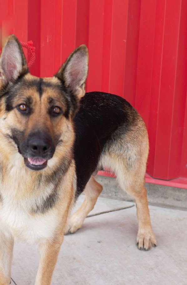 BARBIE - German Shepherd Dog available for adoption