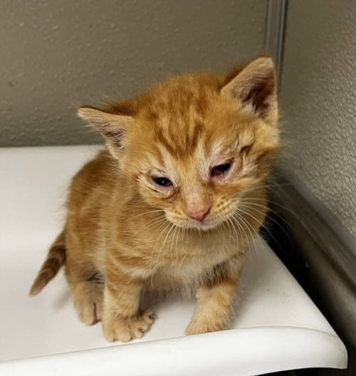 BUTTERS - Domestic Short Hair available for adoption