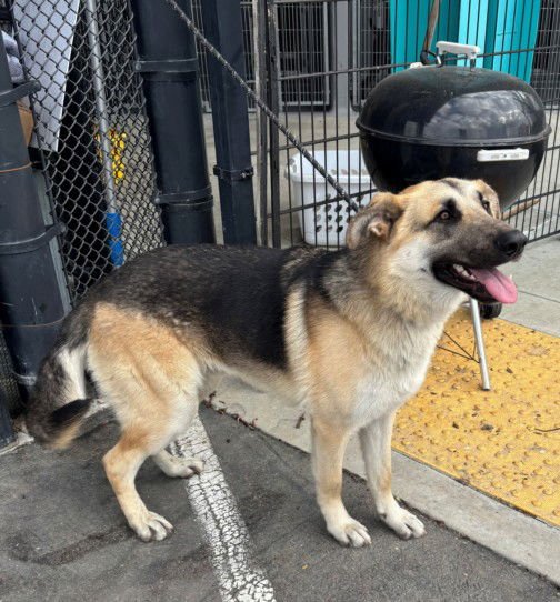 JET - German Shepherd Dog available for adoption