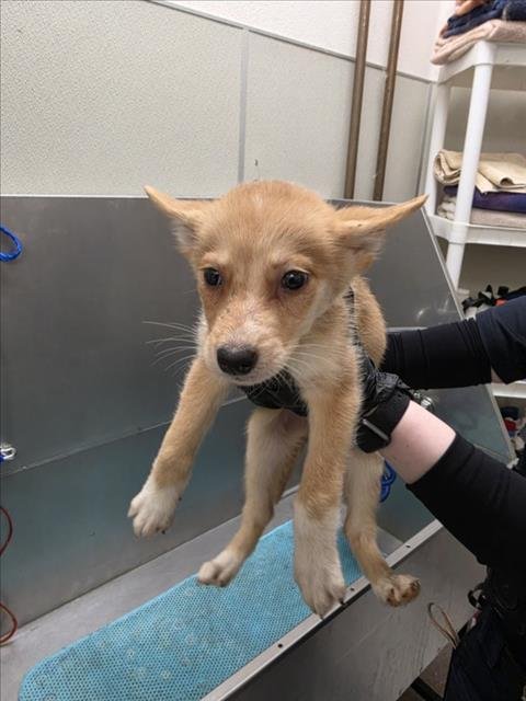 CLARE - Siberian Husky available for adoption