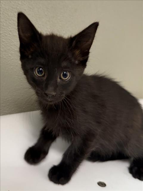 AGATHA - Domestic Short Hair available for adoption