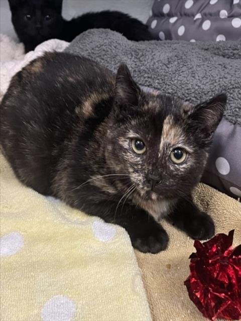 TORTELLINI - Domestic Short Hair available for adoption