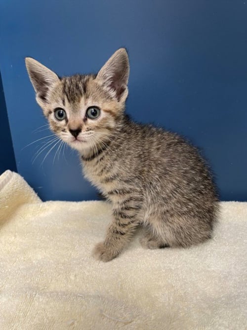 ROSA - Domestic Short Hair available for adoption