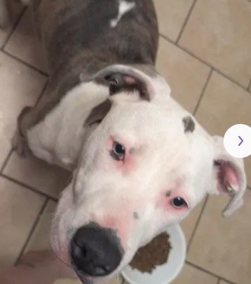 A047345 - Pit Bull Terrier available for adoption