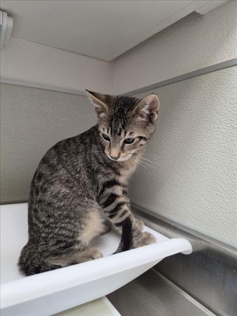 BUTTERCUP - Domestic Short Hair available for adoption