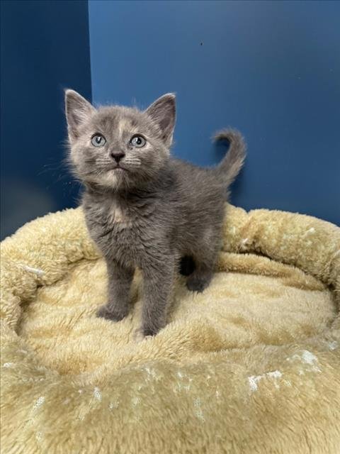 CANTUTA - Domestic Short Hair available for adoption