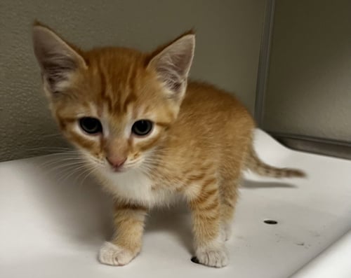 JAZMIN - Domestic Short Hair for adoption in Modesto
