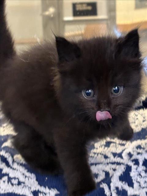 NODDY - Domestic Short Hair for adoption in Stockton