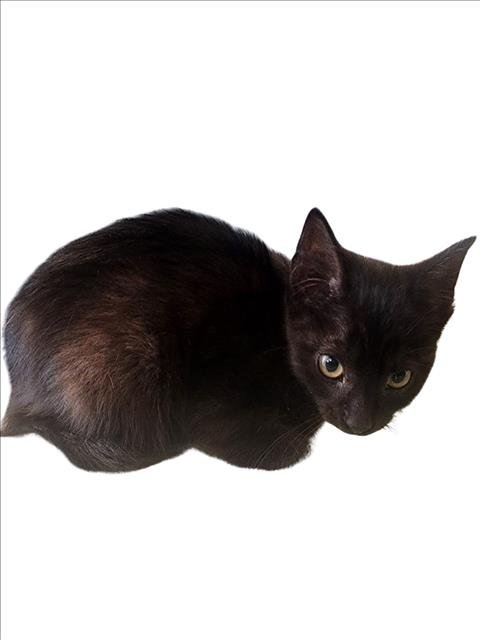 LUNA - Domestic Short Hair available for adoption