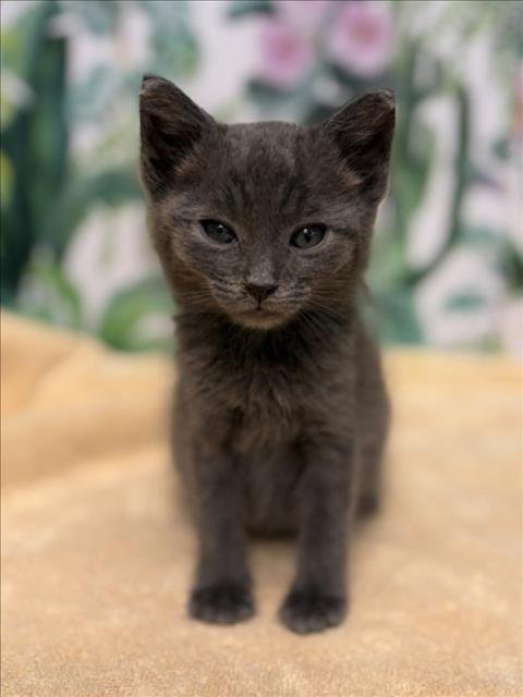 TIMON - Domestic Medium Hair available for adoption