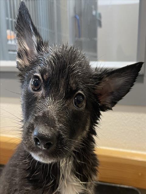 PETUNIA - German Shepherd Dog available for adoption