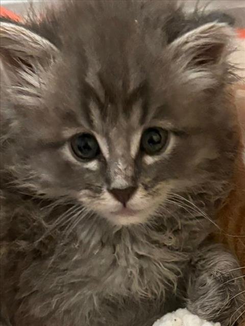 BUZZ - Domestic Long Hair available for adoption