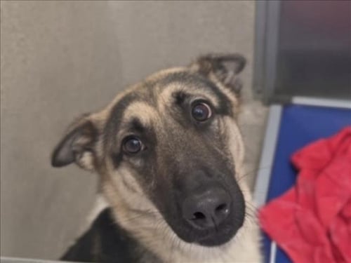 WINIFRED - German Shepherd Dog available for adoption