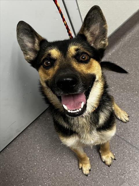 ESPINO - German Shepherd Dog available for adoption