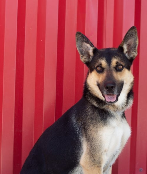 ESPINO - German Shepherd Dog available for adoption