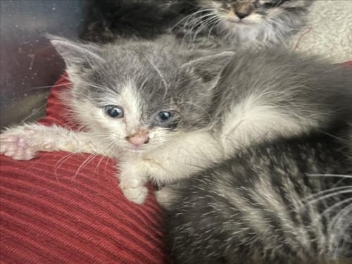 SHYANNE - Domestic Short Hair available for adoption