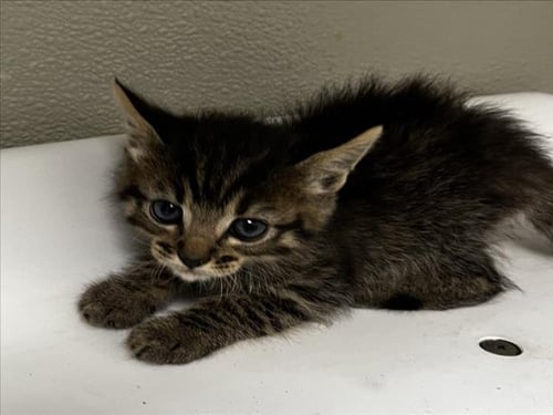 BART - Domestic Short Hair available for adoption