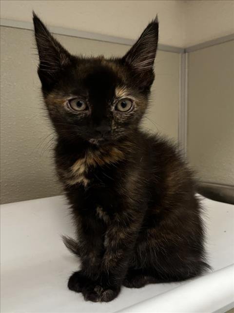 TIANA - Domestic Short Hair available for adoption