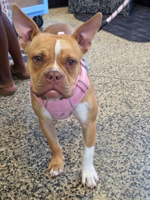 A047920 - Pit Bull Terrier / French Bulldog available for adoption