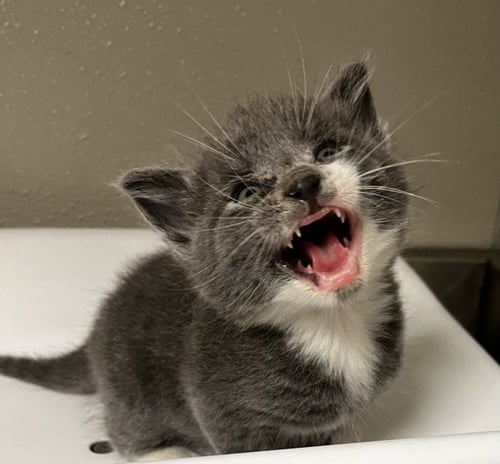 SPARROW - Domestic Short Hair for adoption in Stockton