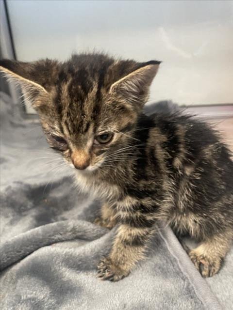 ESTRELLA - Domestic Short Hair available for adoption