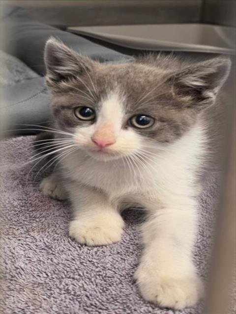 ALISO - Domestic Short Hair available for adoption