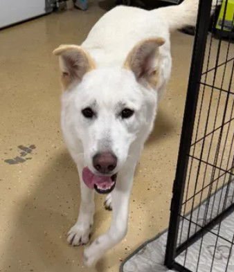 A046562 - German Shepherd Dog available for adoption