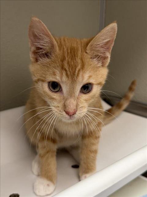 BEN - Domestic Short Hair available for adoption