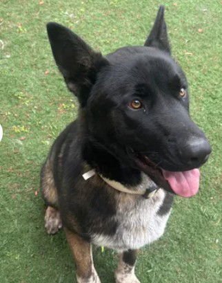 A046752 - Akita available for adoption