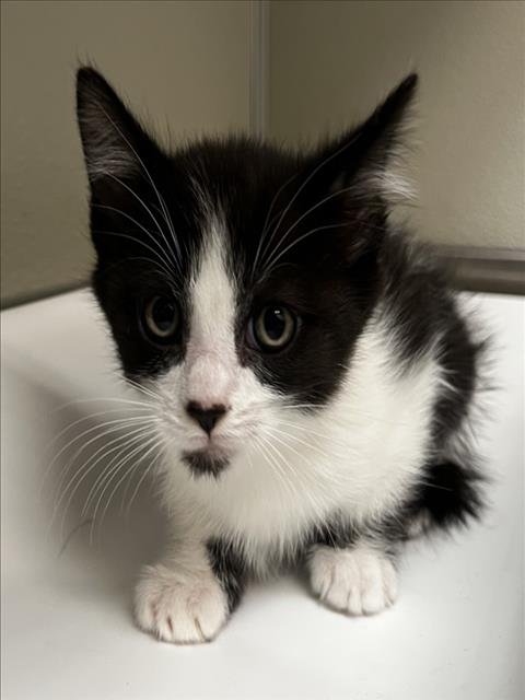 LIMERICK - Domestic Short Hair available for adoption