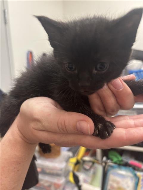 WATERFORD - Domestic Short Hair available for adoption