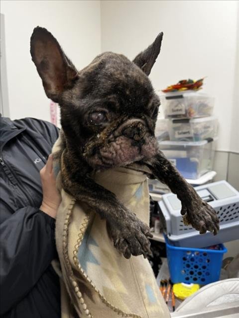 YAHTZEE - French Bulldog available for adoption