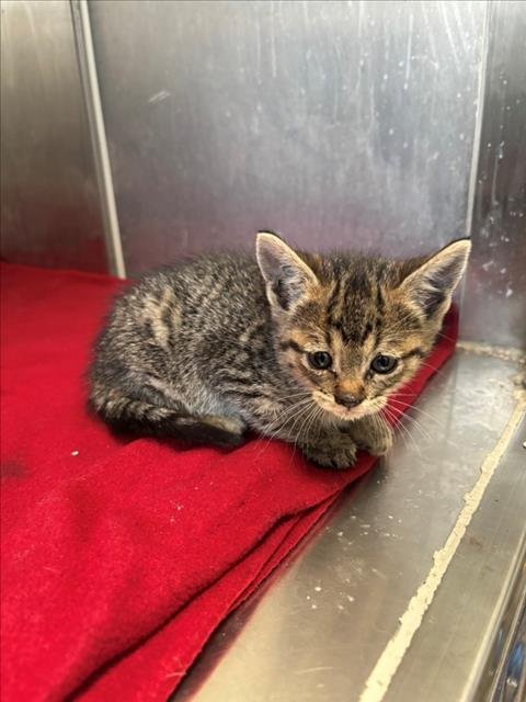 LORY - Domestic Short Hair for adoption in Stockton