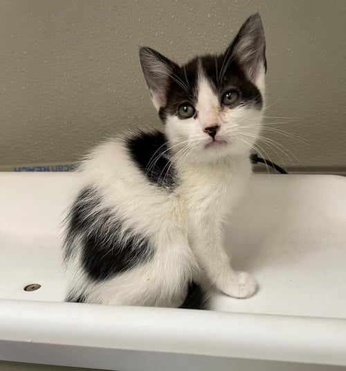 AMIDALA - Domestic Medium Hair available for adoption