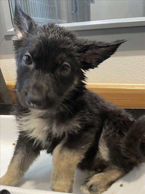 PENSAMIENTO - German Shepherd Dog available for adoption