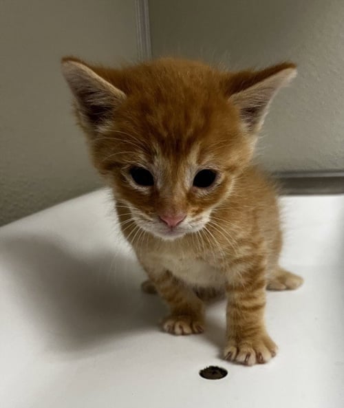 BISCUIT - Domestic Short Hair available for adoption